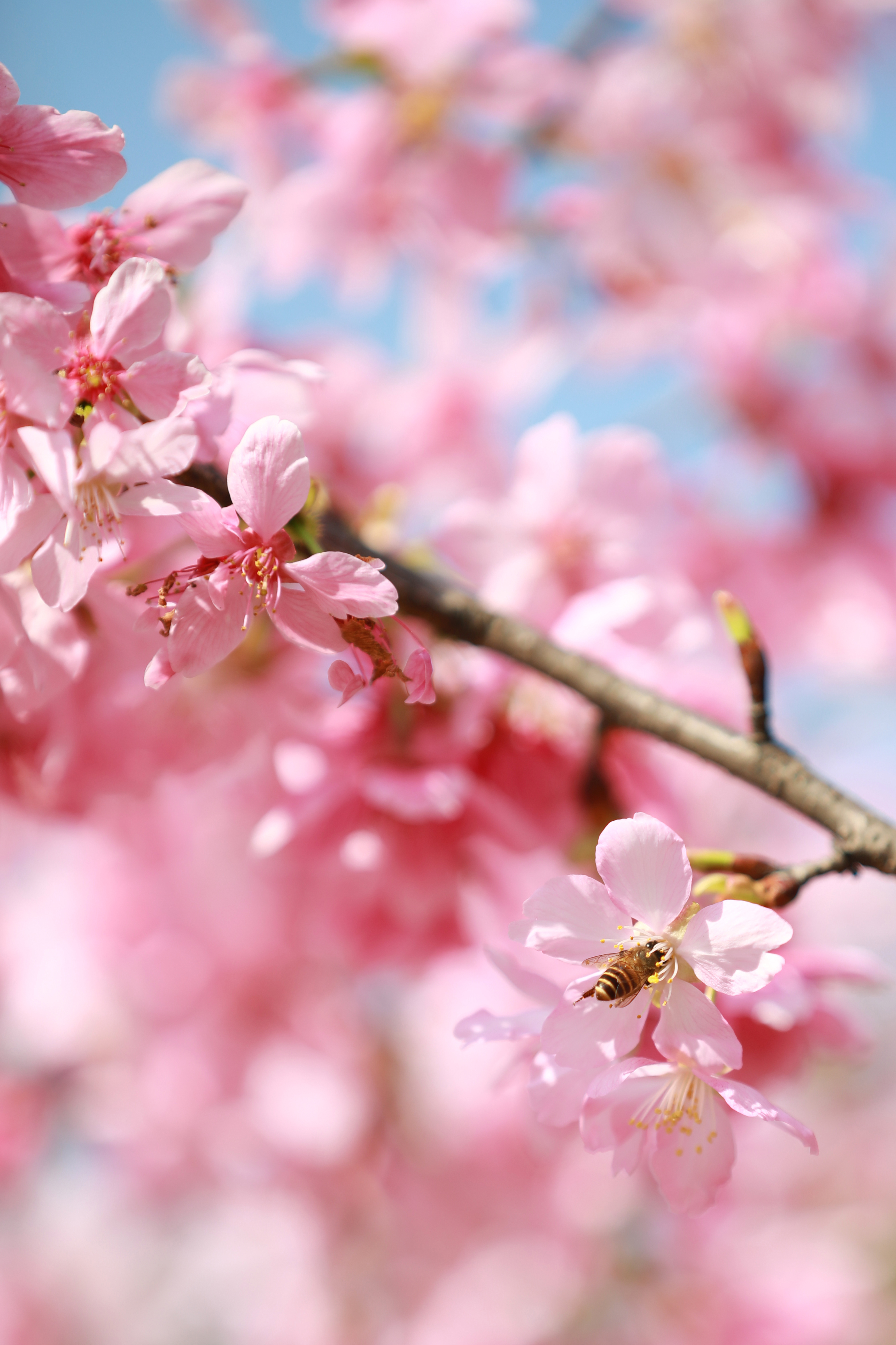 矿山春游记丨十里樱花 不负青山