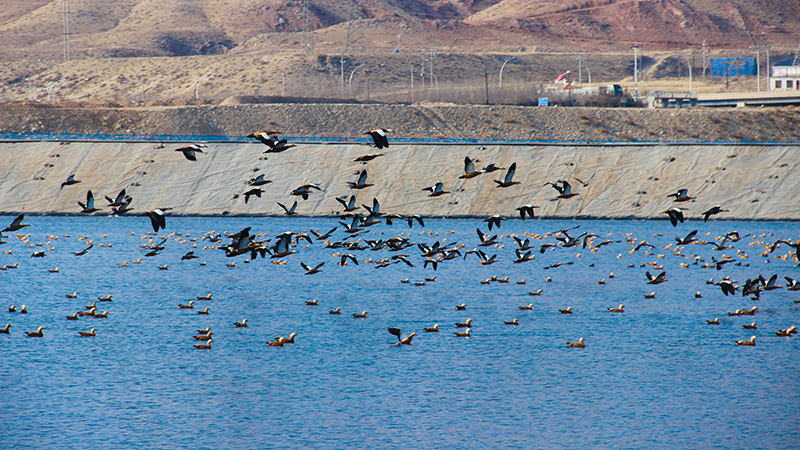 乌后紫金矿井水调节池成“生态驿站” 赤麻鸭组团栖息